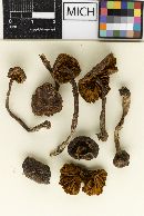 Cortinarius bistreoides image
