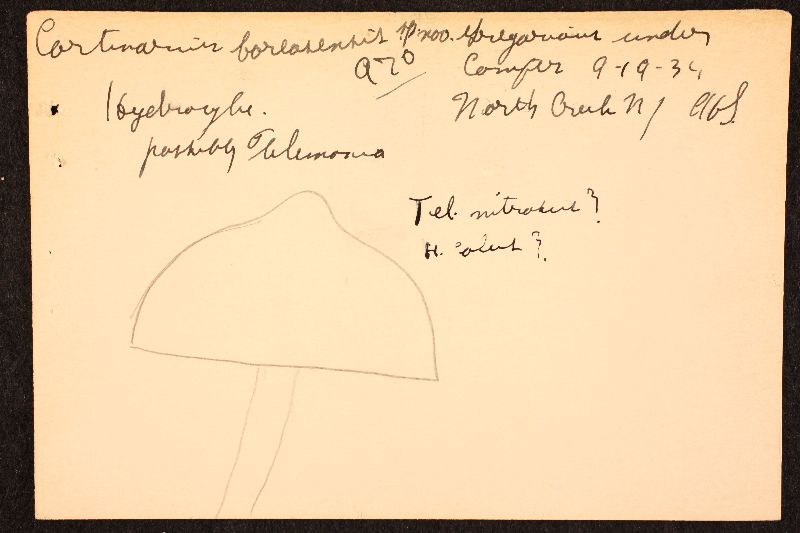 Cortinarius boreasensis image