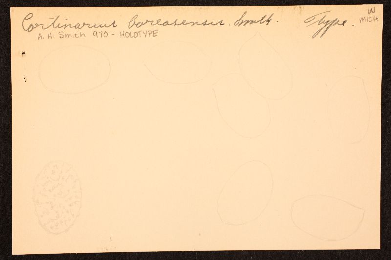 Cortinarius boreasensis image