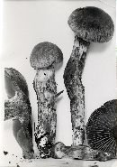 Cortinarius cacaocolor image