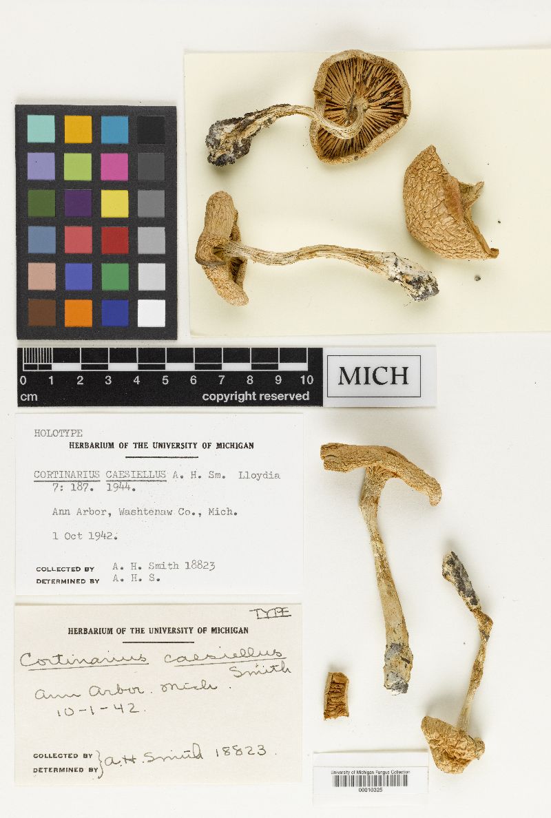 Cortinarius caesiellus image