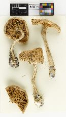 Cortinarius caesiellus image