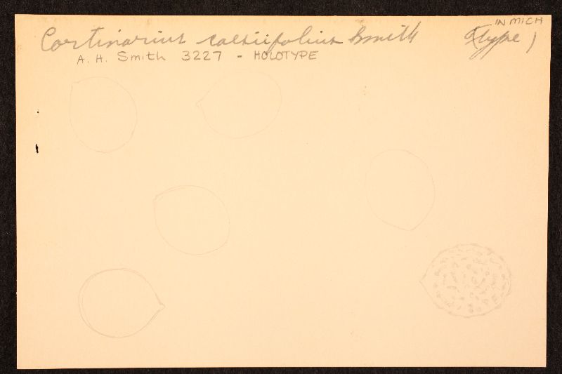 Cortinarius caesiifolius image