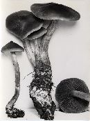 Cortinarius californicus image