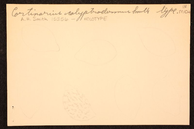 Cortinarius calyptrodermus image