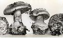 Cortinarius calyptrodermus image