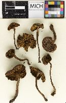 Cortinarius cascadensis image