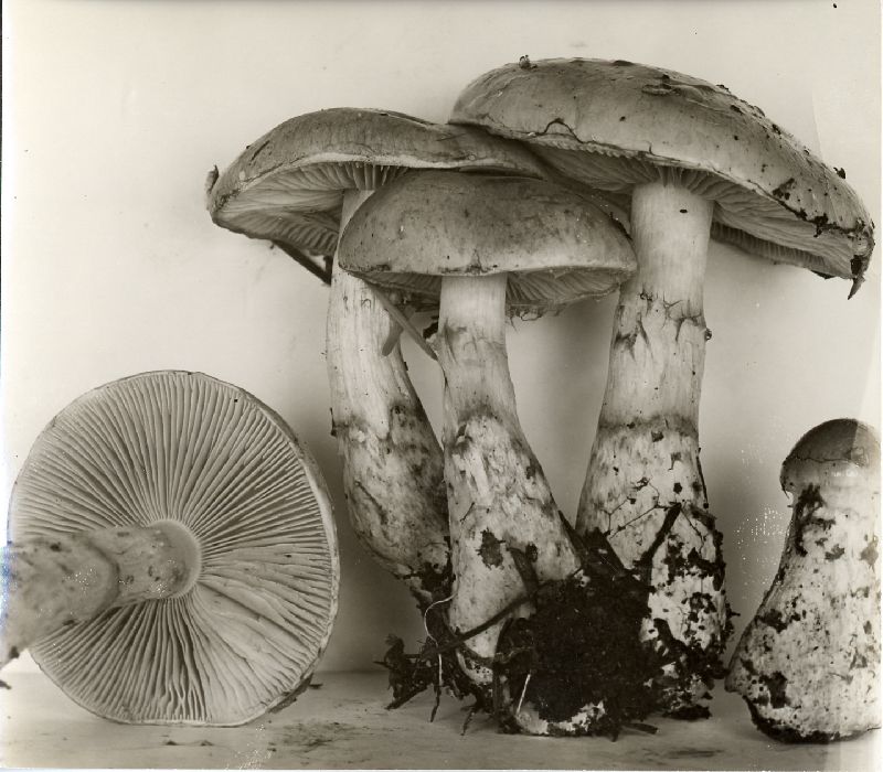 Cortinarius castaneicolor image