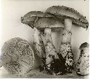 Cortinarius castaneicolor image