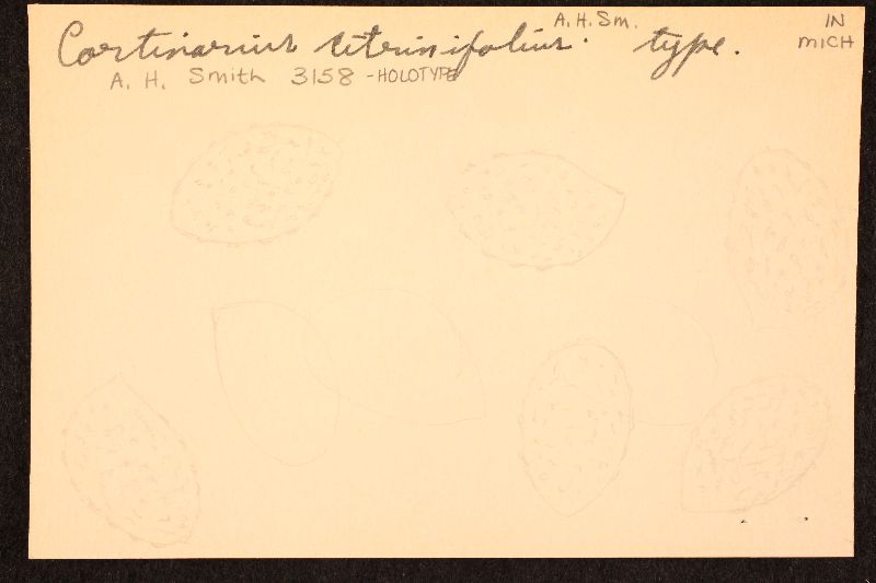 Cortinarius citrinifolius image