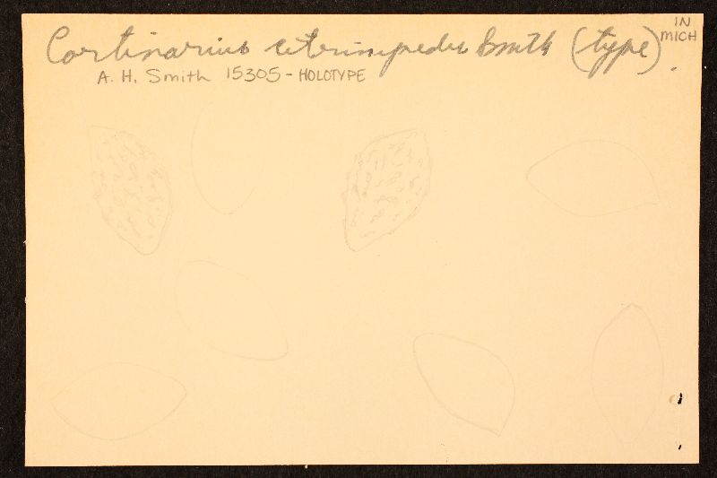 Cortinarius citrinipedes image