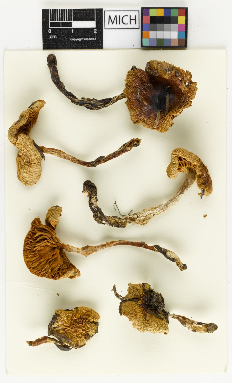 Cortinarius collinitus var. olympianus image