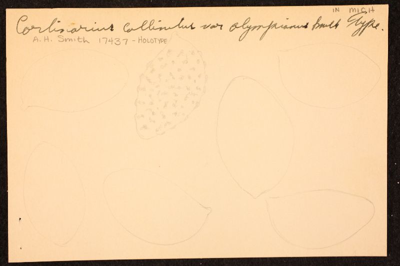 Cortinarius collinitus var. olympianus image
