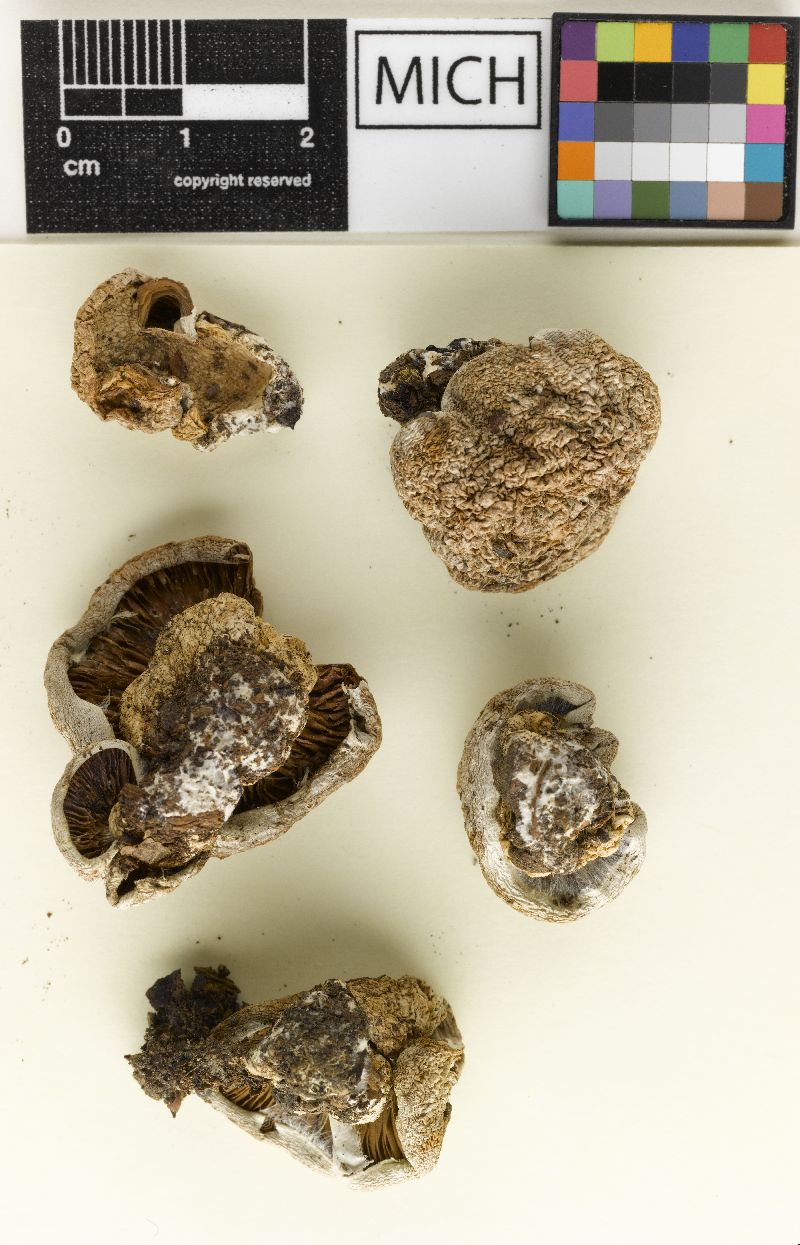 Cortinarius compressus image
