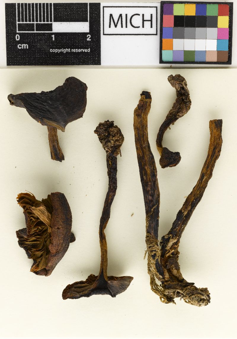 Cortinarius confusus image