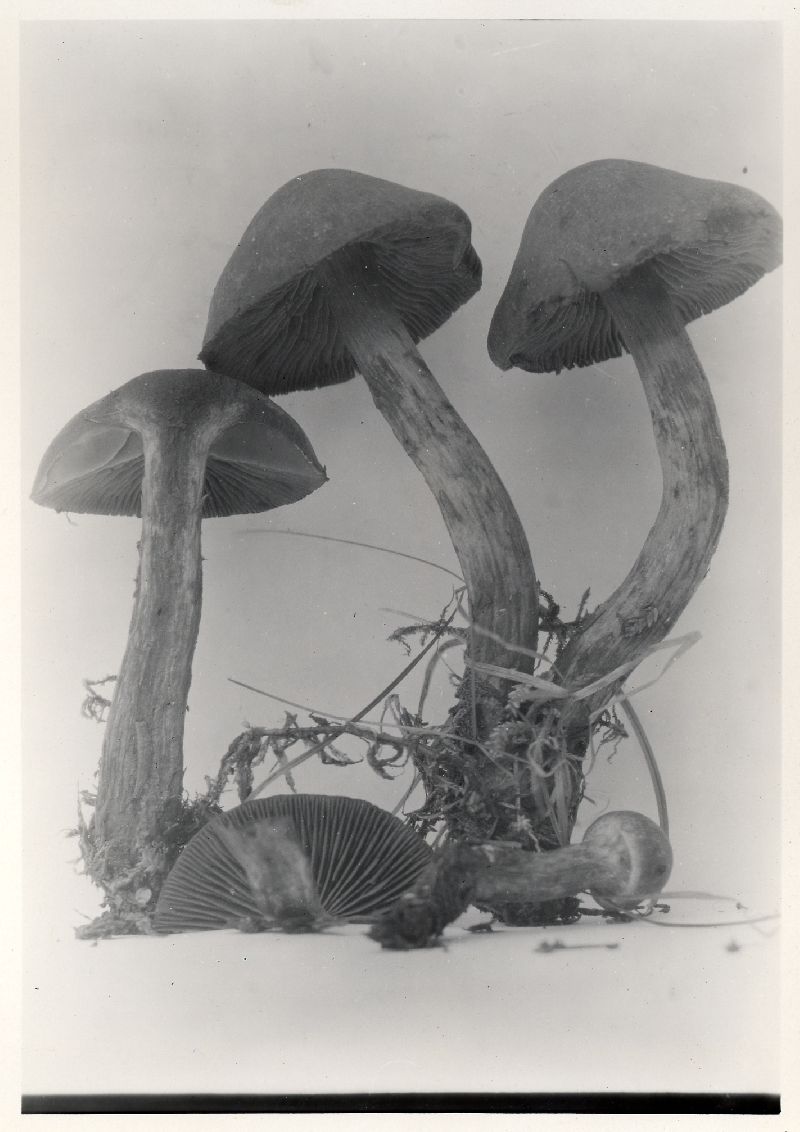 Cortinarius confusus image