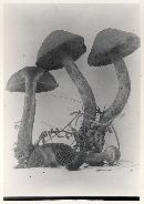 Cortinarius confusus image