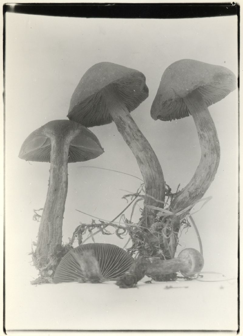 Cortinarius confusus image