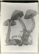 Cortinarius confusus image