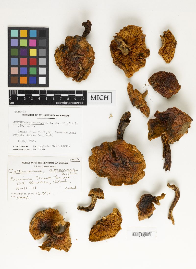 Cortinarius corrugis image