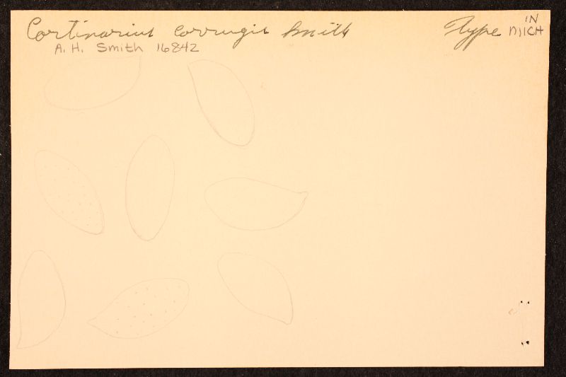 Cortinarius corrugis image