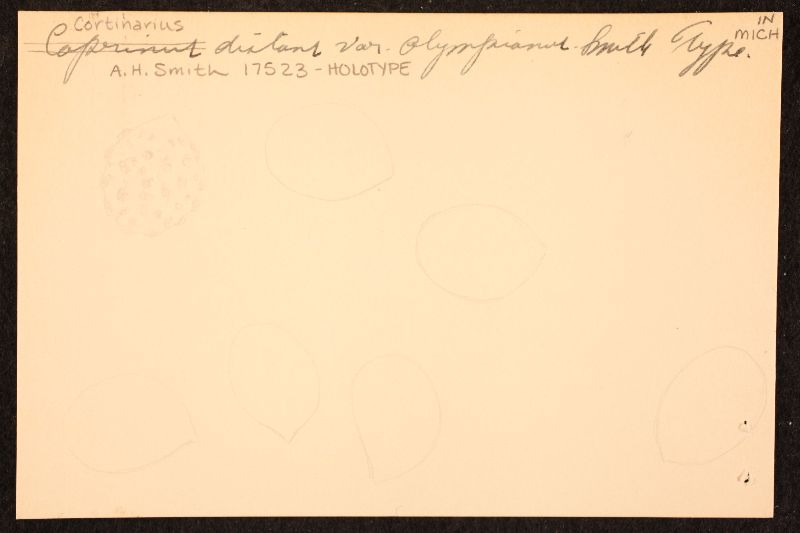 Cortinarius distans var. olympianus image