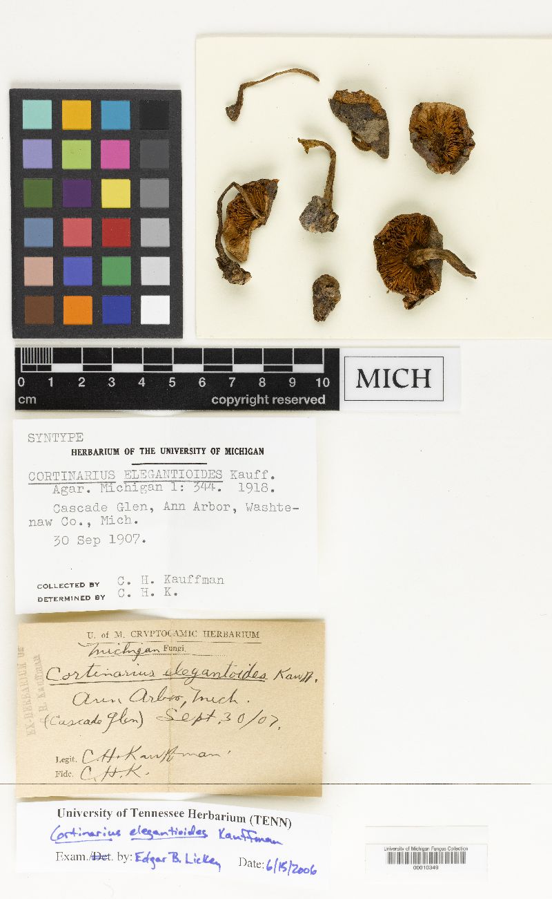 Cortinarius elegantioides image