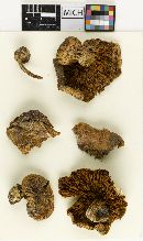 Cortinarius fulmineus var. sulphureus image