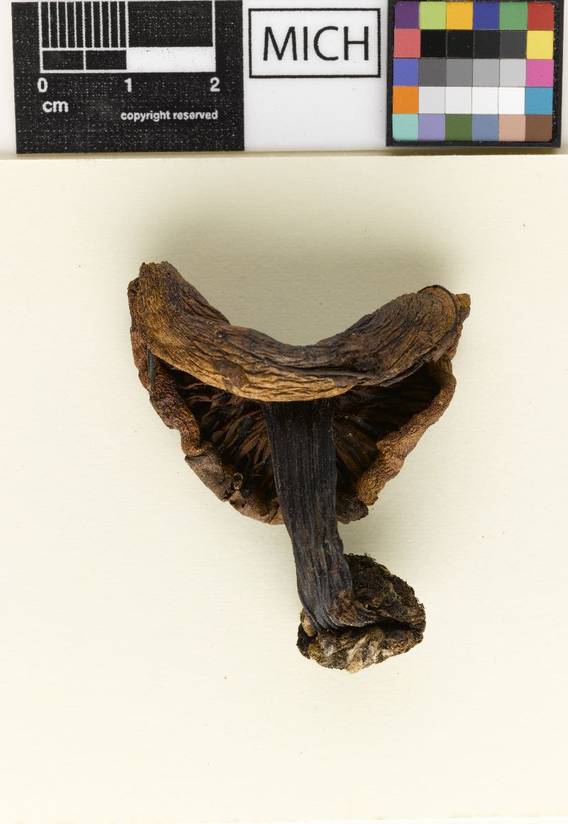 Cortinarius fulmineus var. sulphureus image