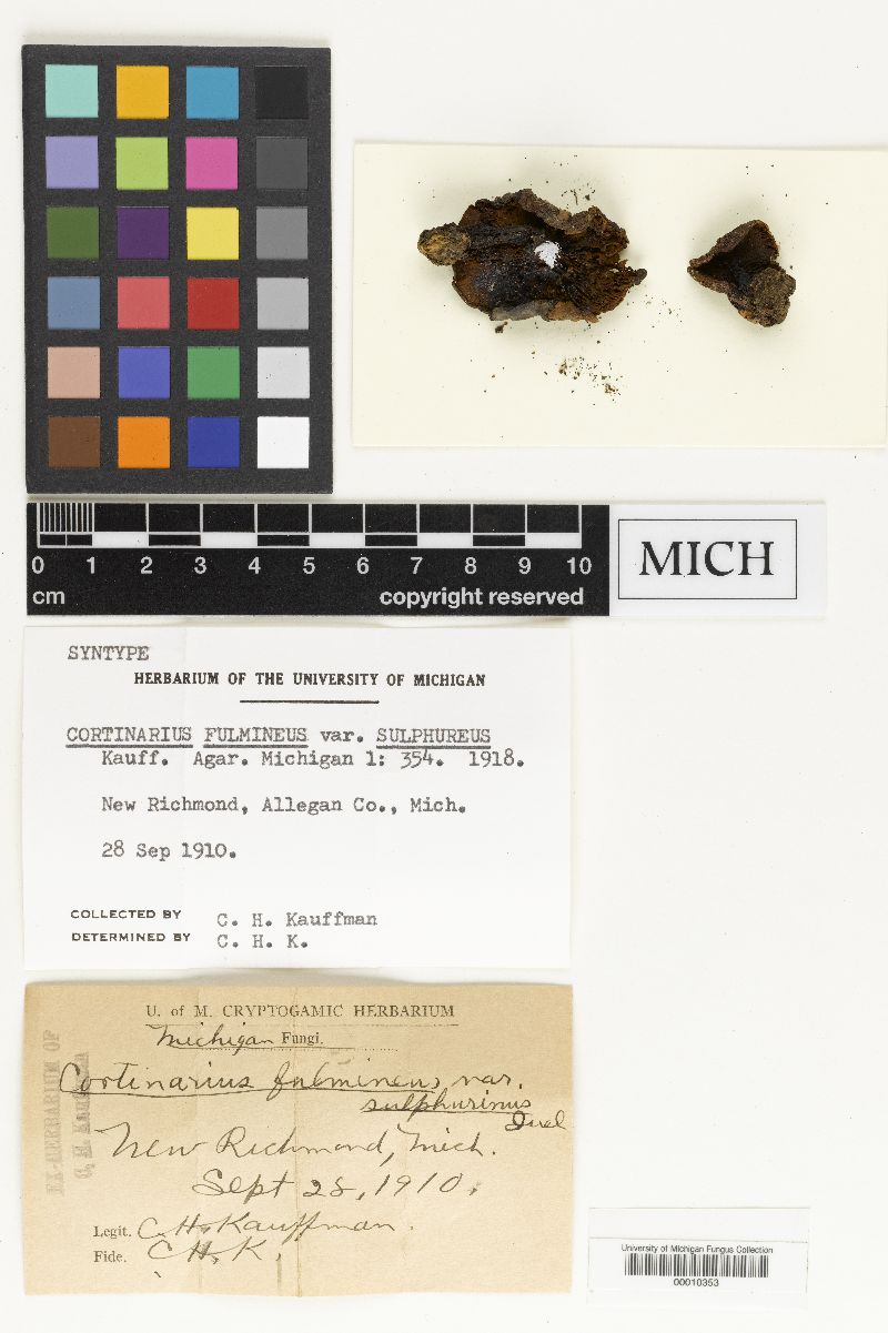 Cortinarius fulmineus var. sulphureus image