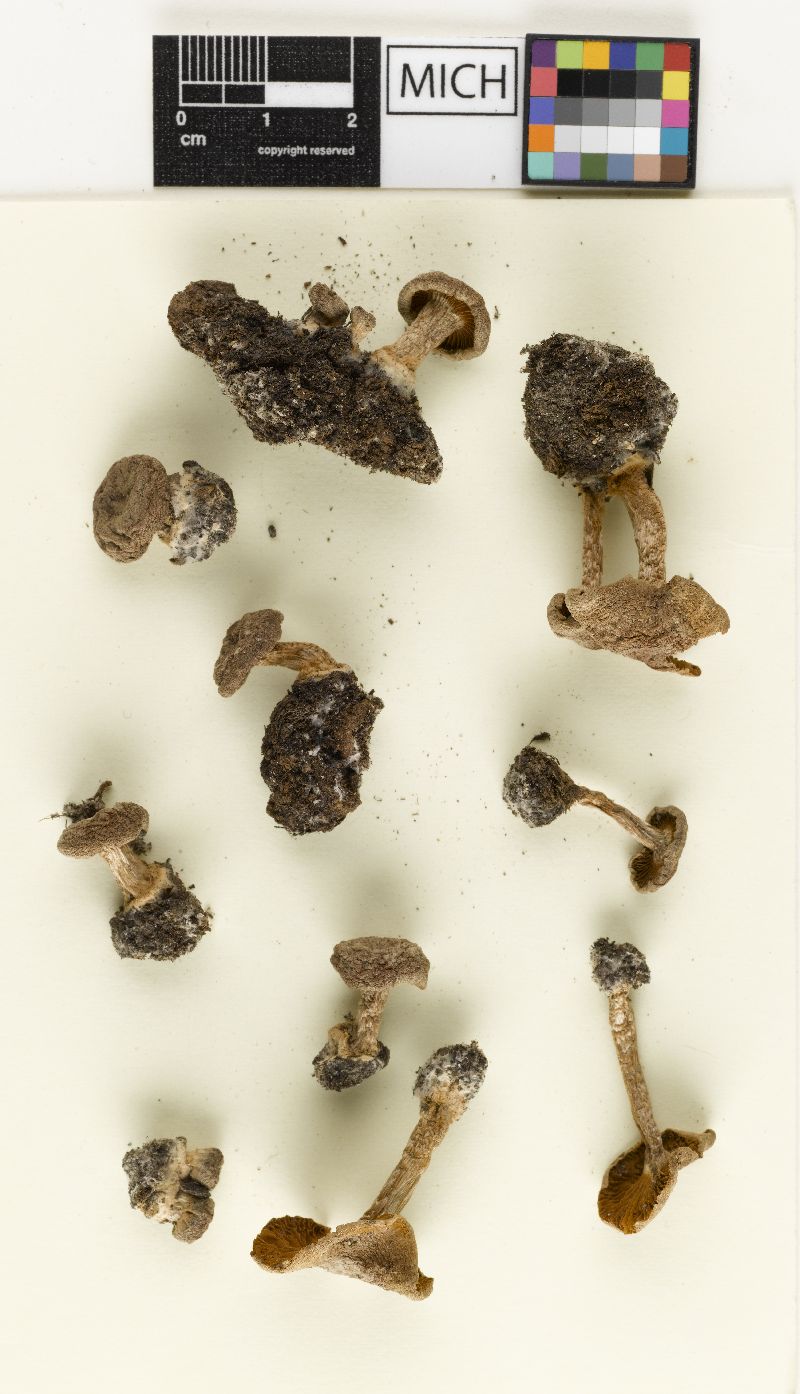 Cortinarius fumosifolius image