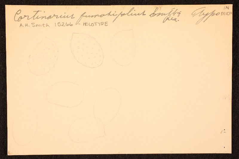 Cortinarius fumosifolius image