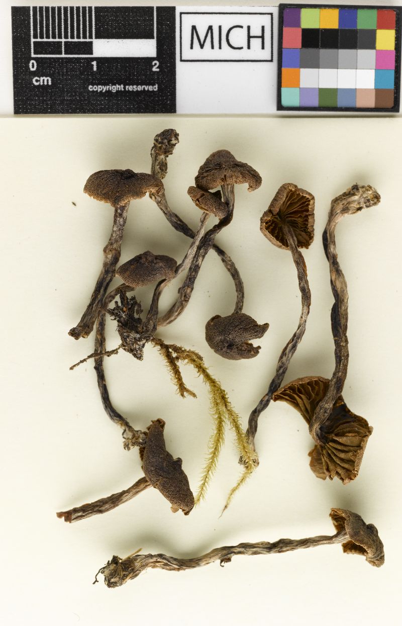 Cortinarius fuscodiscus image