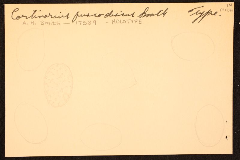 Cortinarius fuscodiscus image
