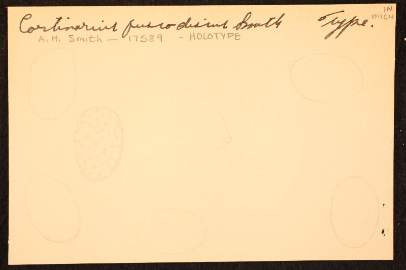 Cortinarius fuscodiscus image