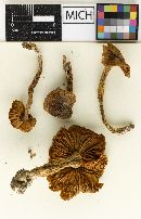 Cortinarius gentilissimus image