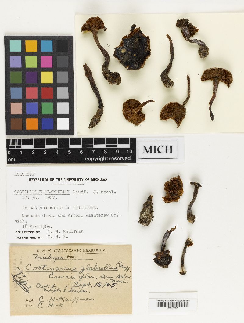 Cortinarius glabrellus image