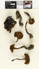Cortinarius glabrellus image