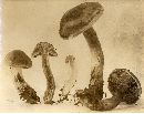 Cortinarius glabrellus image