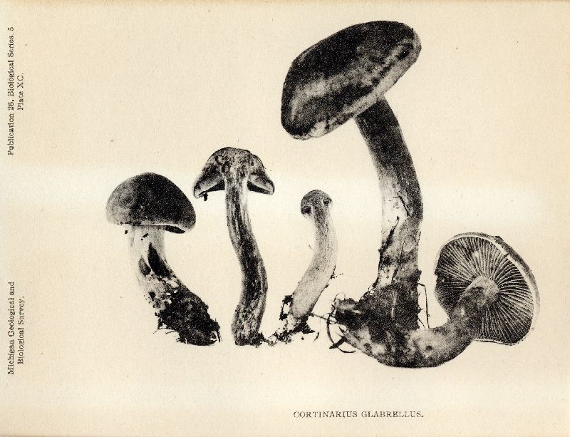 Cortinarius glabrellus image