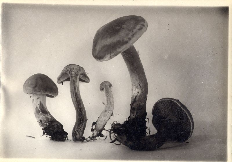 Cortinarius glabrellus image