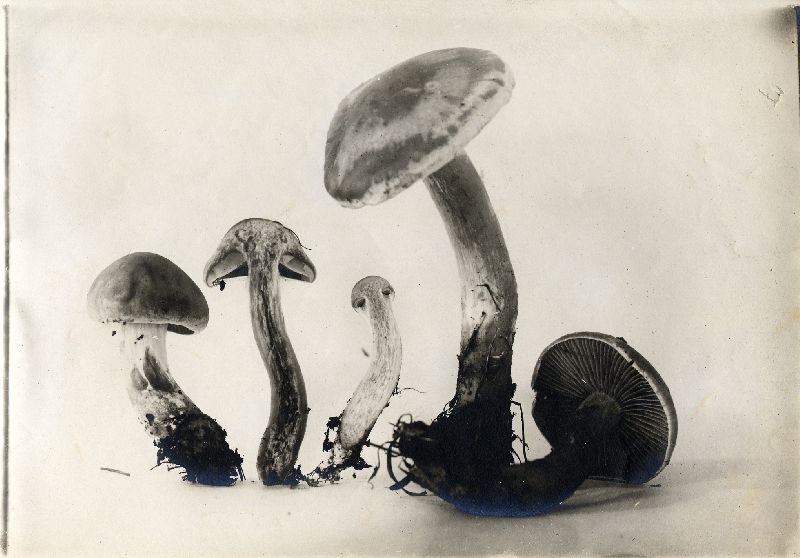 Cortinarius glabrellus image