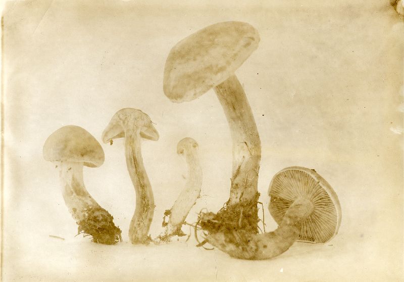 Cortinarius glabrellus image