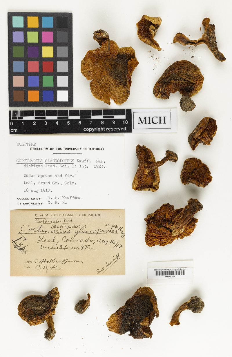 Cortinarius glaucopoides image