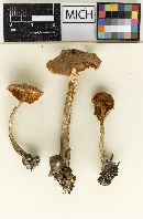 Cortinarius hemitrichus var. americanus image