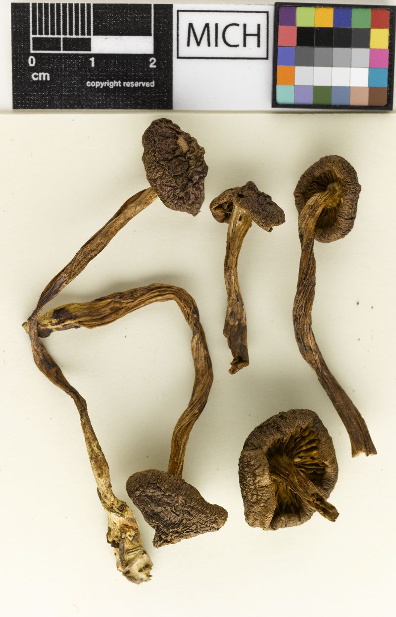 Cortinarius humboldtensis image