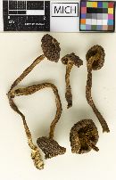 Cortinarius humboldtensis image