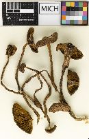 Cortinarius huronensis image