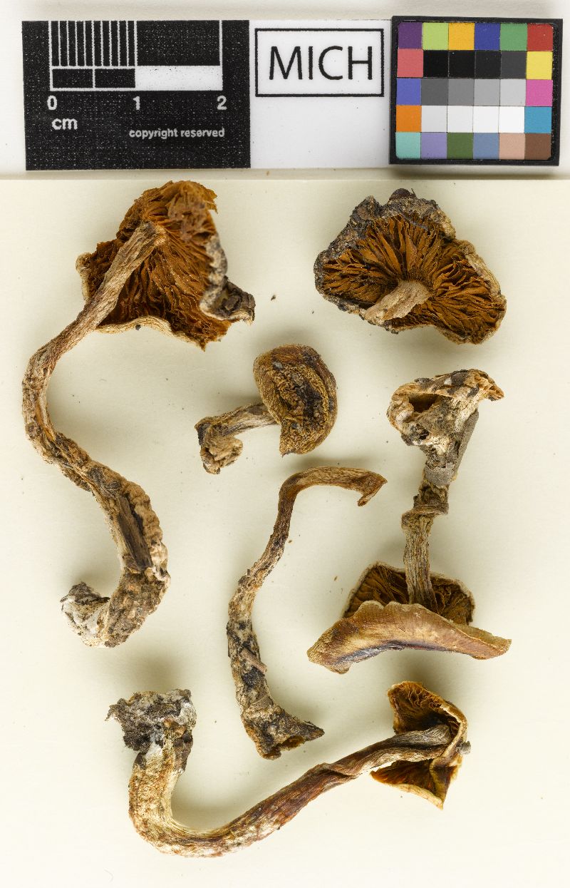 Cortinarius iodeoides image