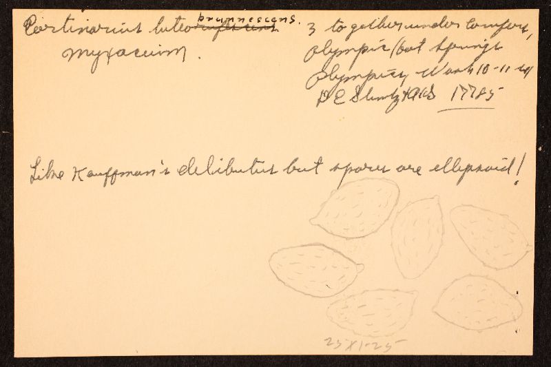 Cortinarius luteobrunnescens image